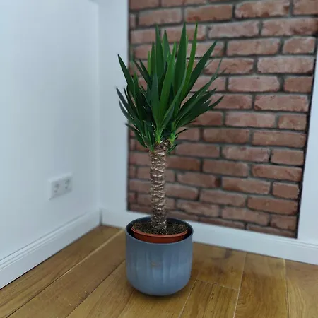 Zentrale Altbau 2 아파트 플렌스부르크